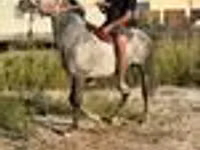 حصان, Thoroughbred horse — الصورة 8
