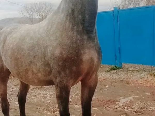Stute, Orlov Trotter
