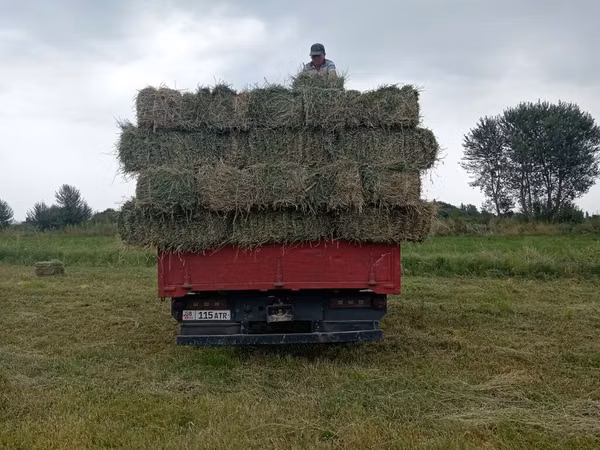 Сено в тюках.клевер чистый плотный 👍 зелёный 2 укос с доставкой -