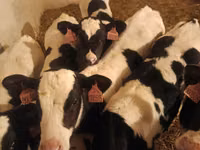 Bulle, Simmental cattle — Foto 2