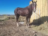 Caballos (lote, sexo no especificado), Caballos — foto 3