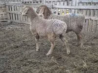 Schaf, Arashan sheep — Foto 4