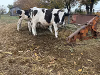 Bulle, Russian Black pied cattle — Foto 1