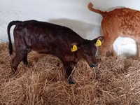 Qoramol (partiya, jinsi ko‘rsatilmagan), Russian Black pied cattle — 4-rasm