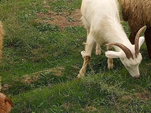 母山羊, Saanen goat