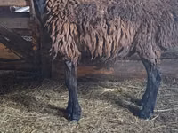 Widder, Hissar sheep — Foto 3