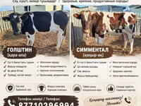 بقرة, Latvian Blue cattle — الصورة 1