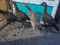 Chickens — Foto 4