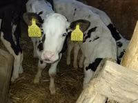 Bulle, Holstein-Rasse — Foto 2