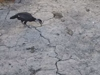 Chickens — Foto 5