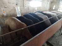 Schaf, Rhon sheep — Foto 1