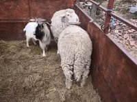 बकरा, बकरियाँ — फ़ोटो 3