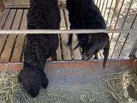 Ovejas (lote, sexo no especificado), Arashan sheep — foto 2