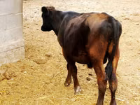 公牛, Aberdeen-Angus — 照片 3