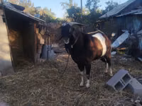 Ziegenbock, Nubian Goat — Foto 2