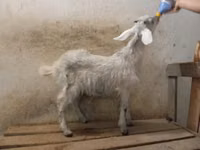 公山羊, Nubian Goat — 照片 2