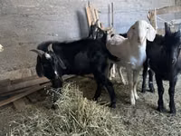 Cabro, Beetal goats — foto 2