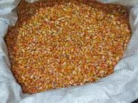 🌽Семена Гибрид Кукуруз "Октябрь 70 ТВ" Обладает высоким потенциалом — 3-rasm