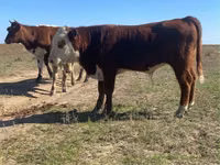 Buqa, Swiss cattle — 3-rasm