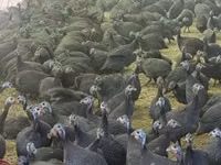 Guinea fowl — Foto 5