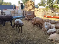 Schaf, Arashan sheep — Foto 4
