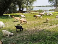 عنزة, Saanen goat — الصورة 6