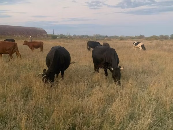 Kuh, Swiss cattle