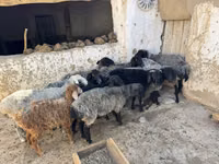 كبش, الأغنام — الصورة 3