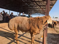 Ram, Sheep — photo 4