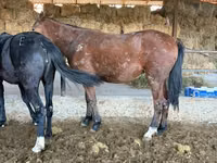 حصان, Horse breed — الصورة 2