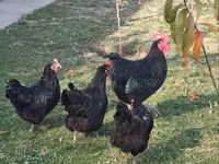 Chickens — الصورة 3