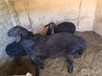 كبش, الأغنام — الصورة 4