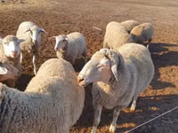 भेड़, Merino sheep — फ़ोटो 2