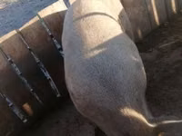 公猪, Pigs — 照片 1