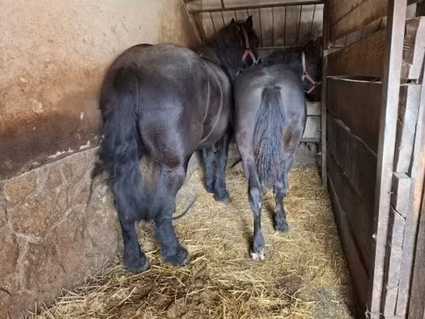 Mare, Horses