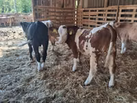 सांड, Simmental cattle — फ़ोटो 3