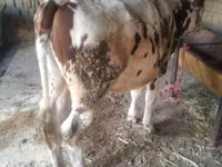 गाय, Simmental cattle — फ़ोटो 2