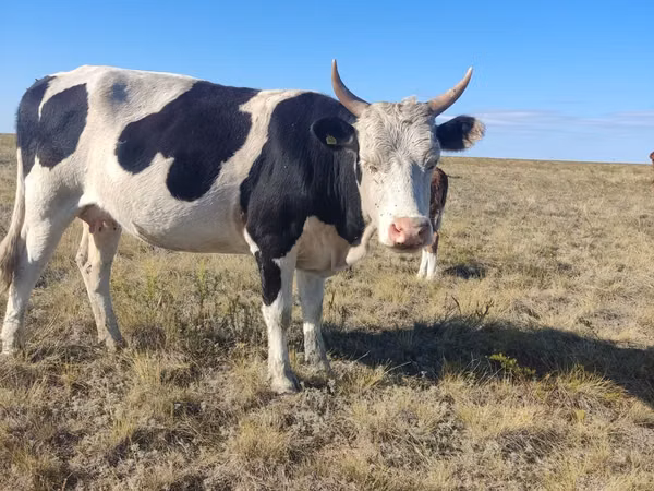 गाय, Russian Black pied cattle — कज़ाखस्तान