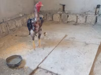 Chickens — 2-сурет