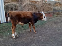 公牛, Cattle — 照片 1