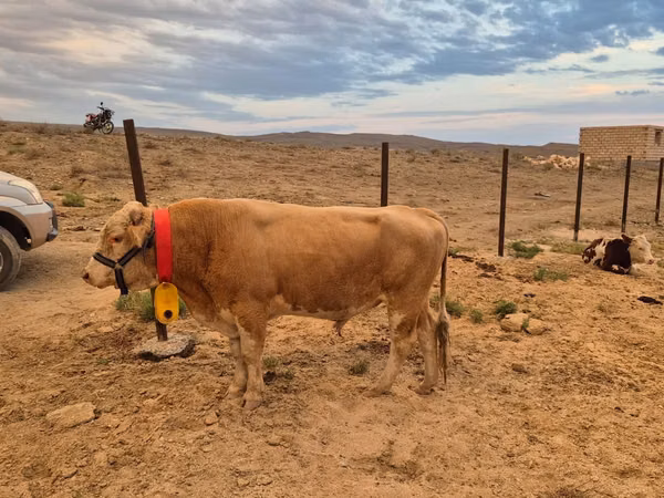 公牛, Swiss cattle — 哈萨克斯坦