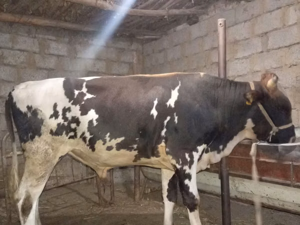 公牛, Russian Black pied cattle — 乌兹别克斯坦
