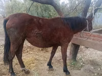 فرس, Kyrgyz Horse — الصورة 2