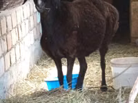 Schaf, Arashan sheep — Foto 4
