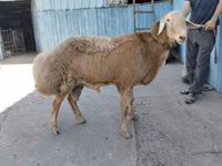 كبش, Rhon sheep — الصورة 1