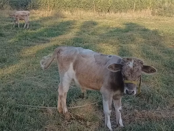 公牛, Russian Black pied cattle — 吉尔吉斯斯坦