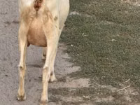 Ziege, Saanen goat — Foto 3