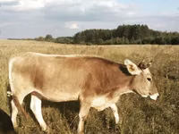 Уй, Калмыцка тукум — сүрөт 8