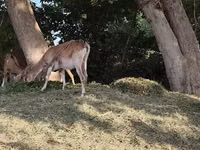 Ziege, Nubian Goat — Foto 1