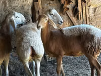 Schaf, Rhon sheep — Foto 3